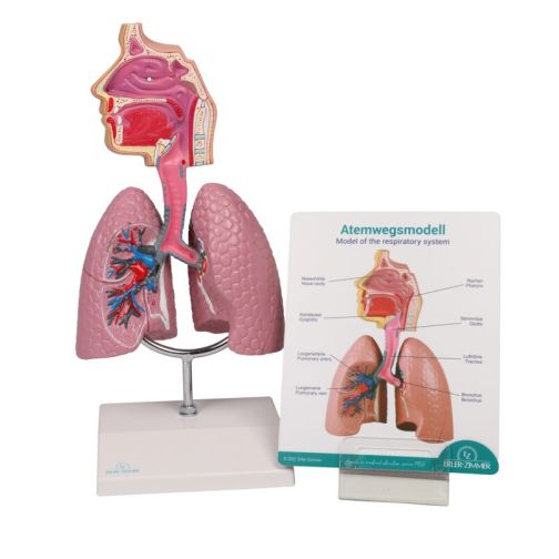 Erler-Zimmer Respiratory Model