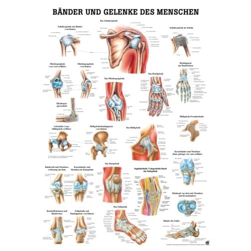 Educational Chart - Muscles and Joints of the Human Body