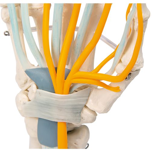 Erler-Zimmer Hand with Tendons