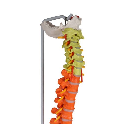 Erler-Zimmer Flexible Spine