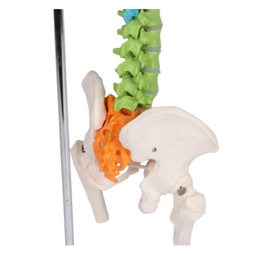 Erler-Zimmer Flexible Mini Spine