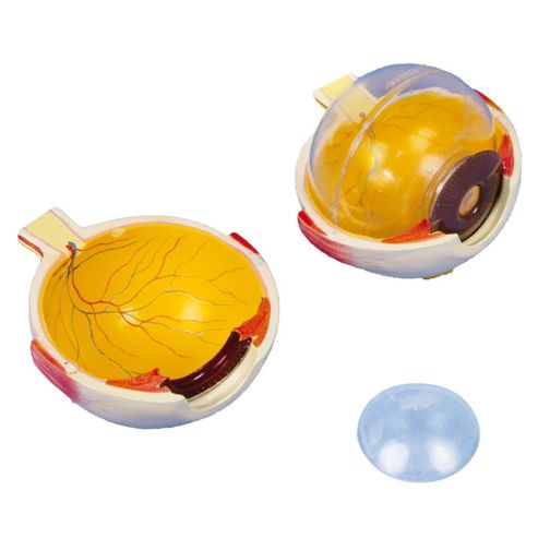 Erler-Zimmer Eye Model