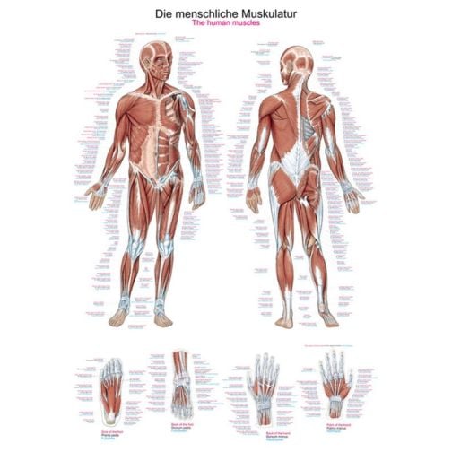Poster - The human musculature