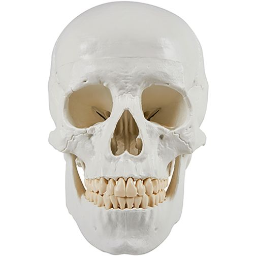 Erler-Zimmer Skull Model