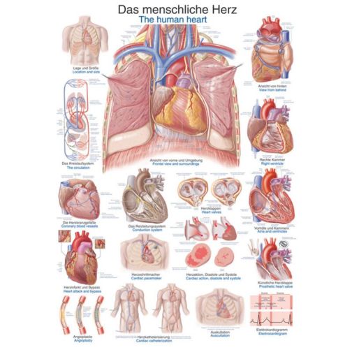 Poster - The Human Heart