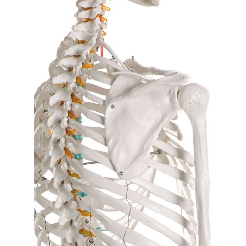 Erler-Zimmer School Skeleton Oscar