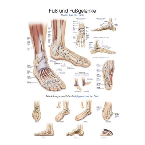 Chart - Foot and Ankles