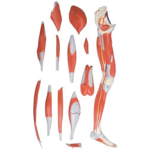 Erler-Zimmer Leg Muscles