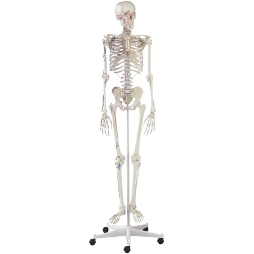 Erler-Zimmer Skeleton Arnold, Muscle Markings
