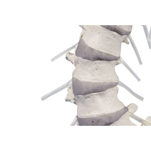 Erler-Zimmer's Articulating Spine with Pelvis