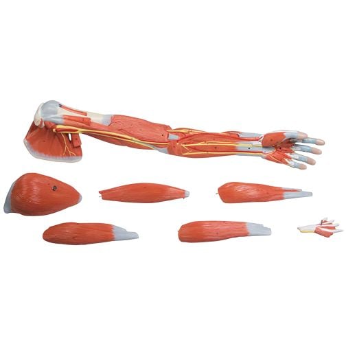 Erler-Zimmer Arm Musculature