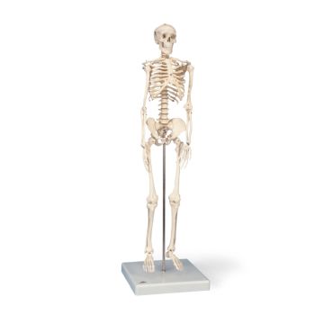 Mini Skeleton Shorty