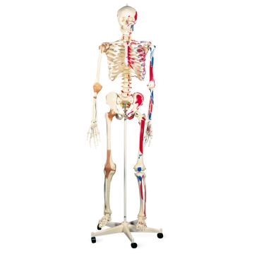 Exclusive Skeleton with Ligaments & Muscles