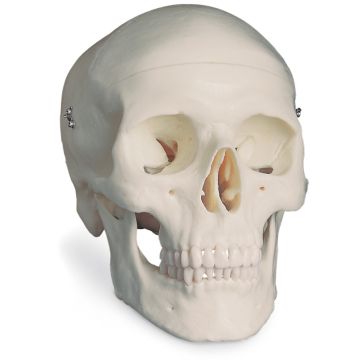 Classic Skull 3-Piece Set
