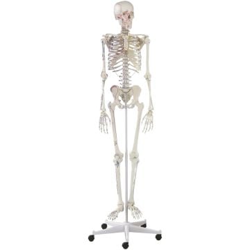 Erler-Zimmer Skeleton Arnold, Muscle Markings