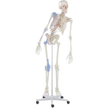 Erler-Zimmer Skeleton Max, Articulated