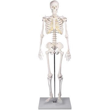 Erler-Zimmer Miniature Skeleton Tom
