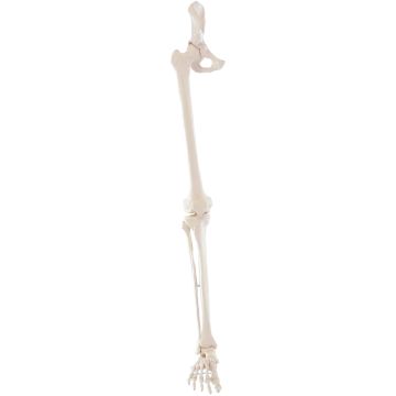Erler-Zimmer Leg Skeleton