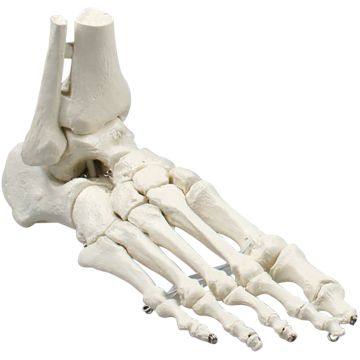 Erler-Zimmer Foot Skeleton