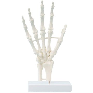 Erler-Zimmer Hand Skeleton