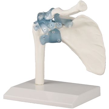 Erler-Zimmer Shoulder Joint with Ligaments