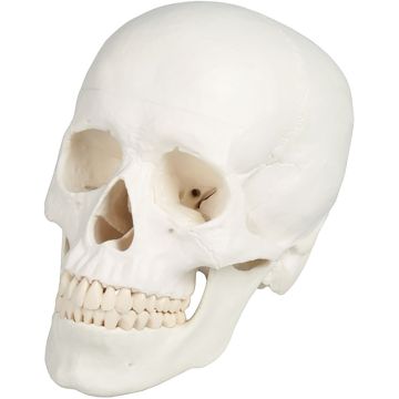 Erler-Zimmer Skull Model