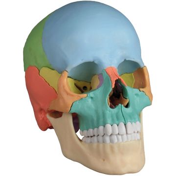Erler-Zimmer Osteopathy Skull Model