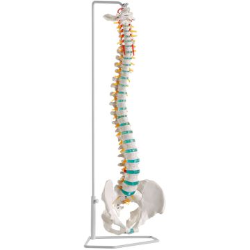 Erler-Zimmer Flexible Spine