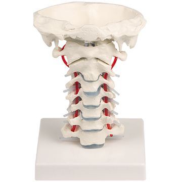 Erler-Zimmer Cervical Spine