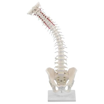 Erler-Zimmer's Articulating Spine with Pelvis
