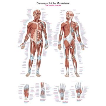 Poster - The human musculature