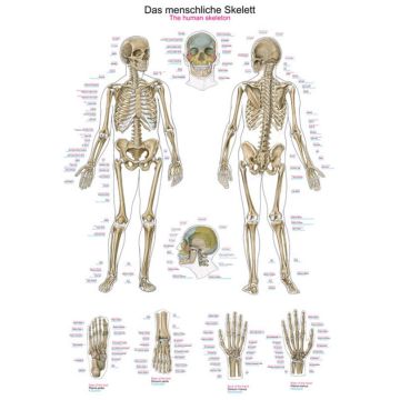 Chart - The human skeleton