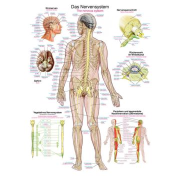 Poster - The Nervous System
