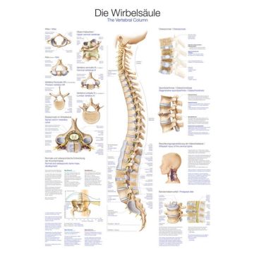 Educational Chart - The Spine