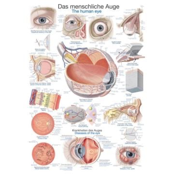 Chart - The human eye