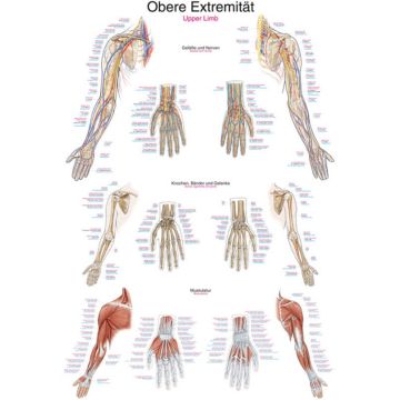 Chart - Upper Extremity