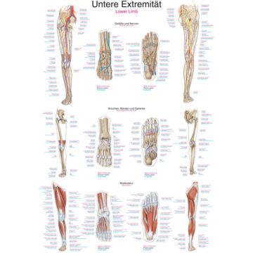 Chart - Lower Extremity