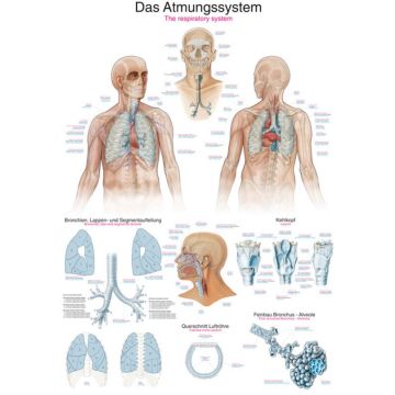 Chart - The Respiratory System