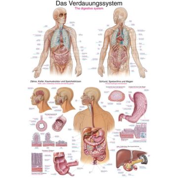 Poster - The Digestive System