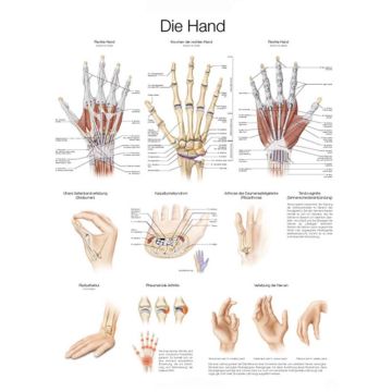 Educational Chart - The Hand