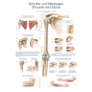 Educational Chart - Shoulder and Elbow