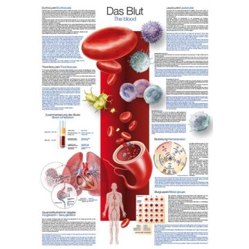 Instructional Chart - The Blood