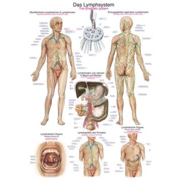 Teaching Chart - The Lymphatic System