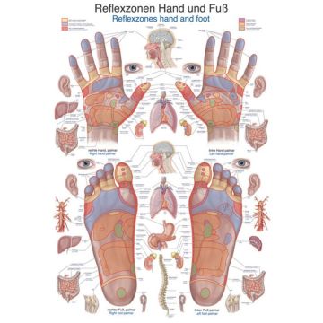 Chart - Reflex Zones Hand and Foot