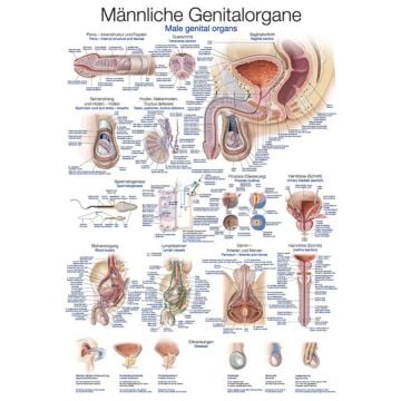 Chart - Male Genital Organs