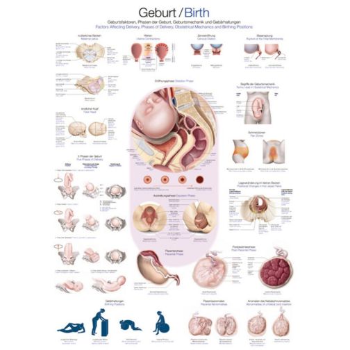 Instructional Chart - Birth