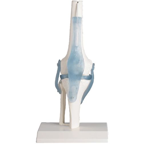 Erler-Zimmer Knee Joint with Ligaments
