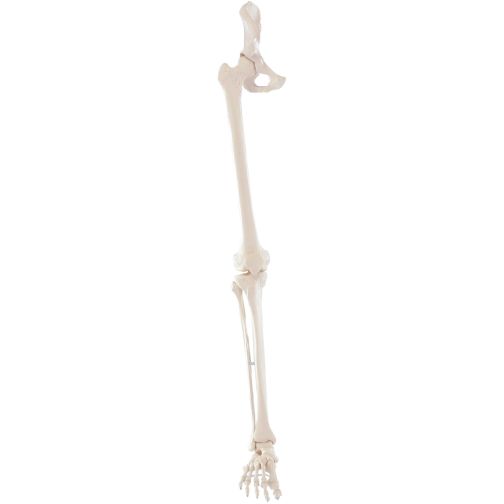 Erler-Zimmer Leg Skeleton