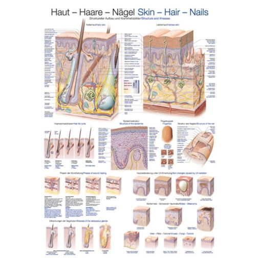 Poster - Skin-Hair-Nails