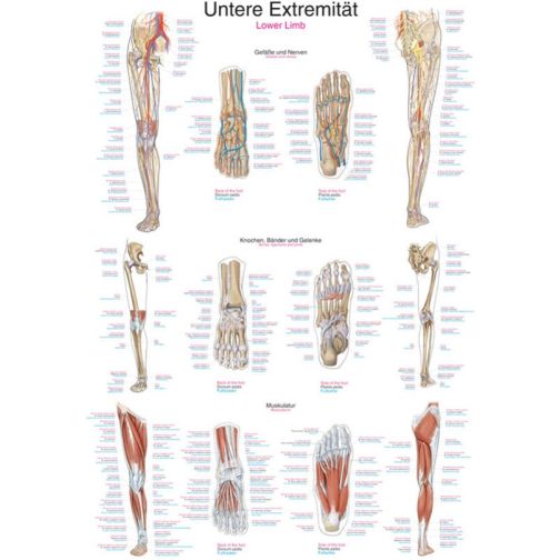 Chart - Lower Extremity